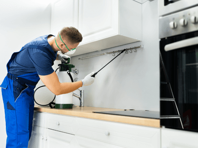 About Termite Inspection Evergreen - termite inspection experts in Evergreen